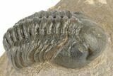Detailed Reedops Trilobite - Atchana, Morocco #190305-1